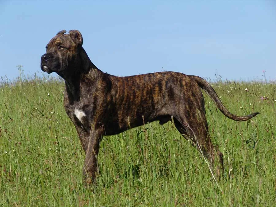 Spanish Bulldog (Alano Espanol)